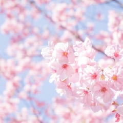 季節商戦は広報・PRにどう活用できる？昨年の花見商戦のメディア露出を振り返ってみた